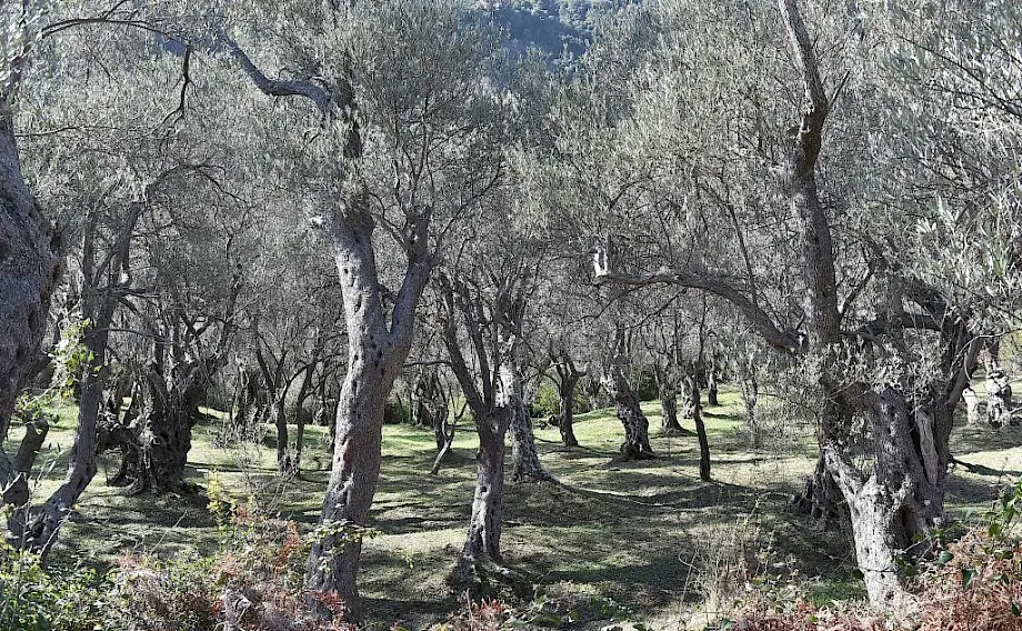 Maslinjaci u Valdanosu koji su vraćeni bivšim vlasnicima. Foto: Vlada Crne Gore
