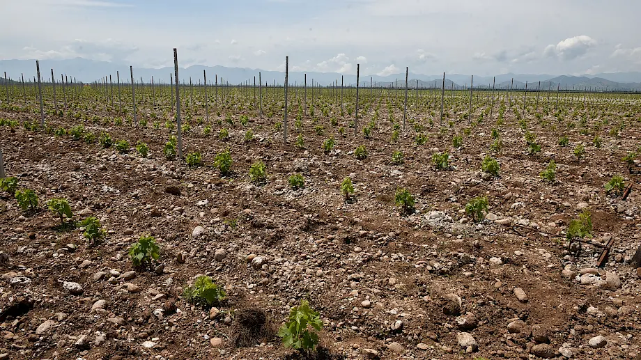 Vinograd kompanije "Plantaže" u okolini Podgorice. Foto: Vlada Crne Gore