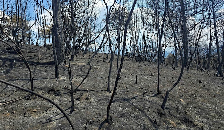 Albaniji prijeti dugoročna šteta od požara
