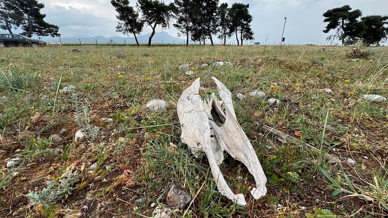 Životinjski otpad po deponijama, postrojenje na čekanju